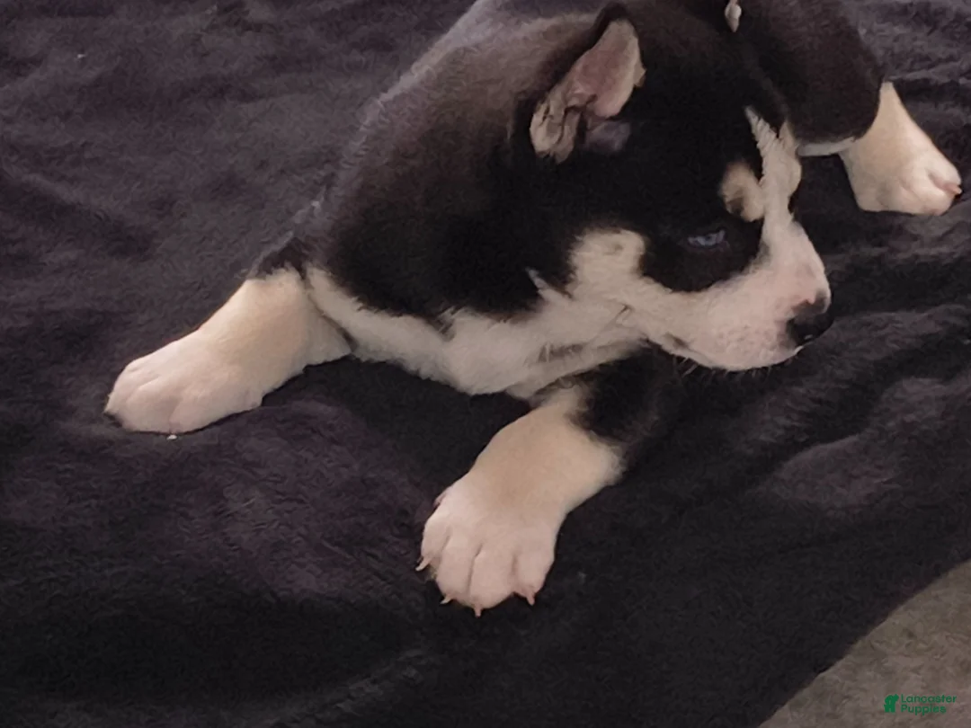 Mixed Breed dogs for sale: Mixed Breed 2 - Ad 2