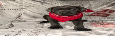 Cane Corso Puppy 3