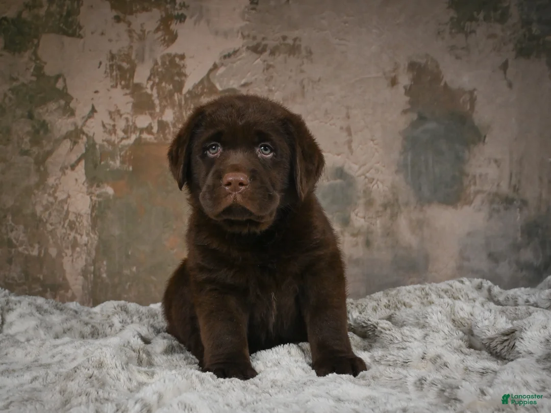 Labrador Retriever dogs for sale: Scout - Ad 2