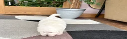 Mixed Breed dogs for sale: Lhasa/Coton male 3 - Ad 8