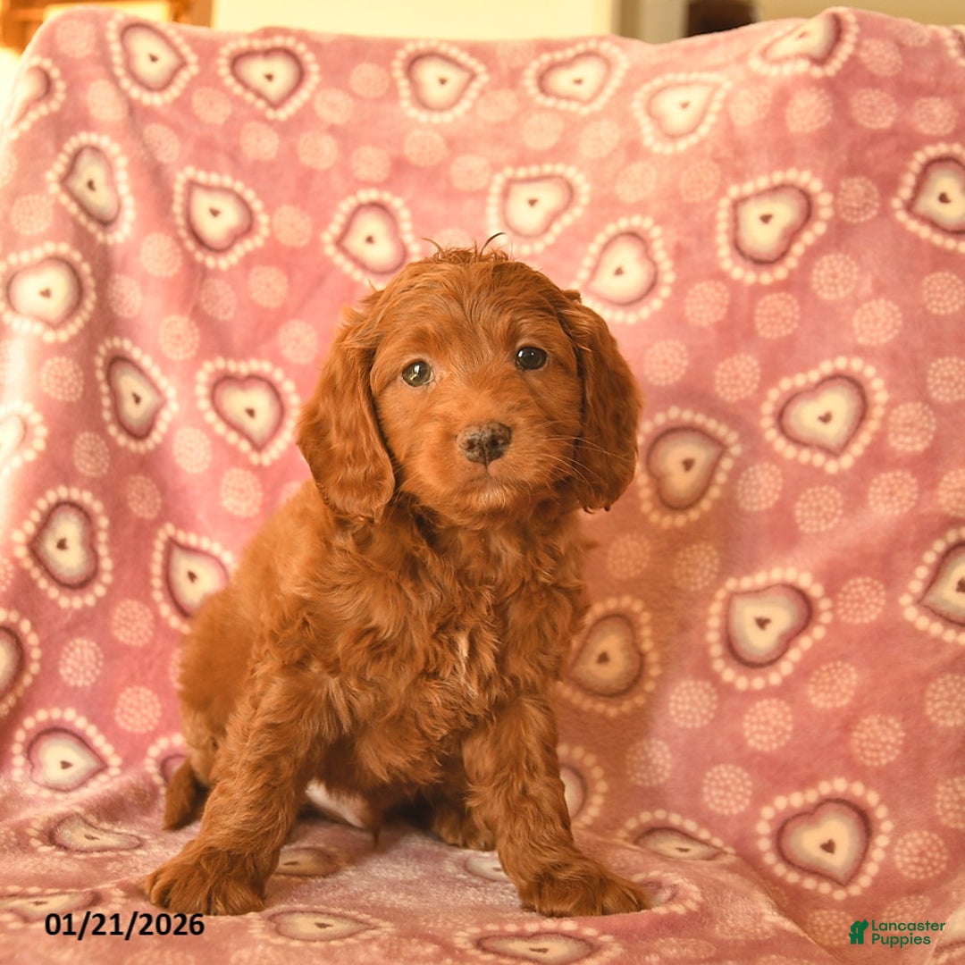 Cockapoo dogs for sale: Domino  - Ad 1