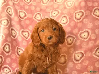 Cockapoo dogs Domino - Ad 42