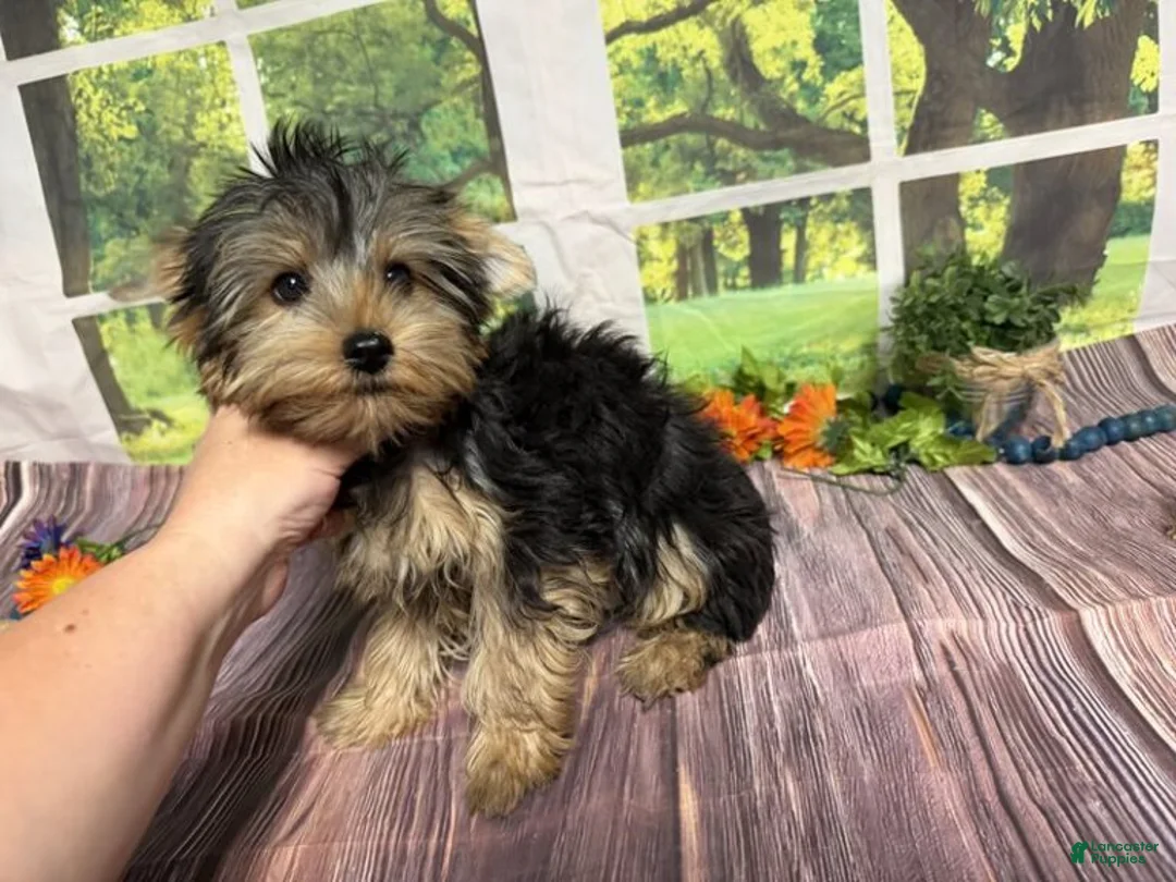 Yorkshire Terrier dogs for sale: Smudge - Ad 2