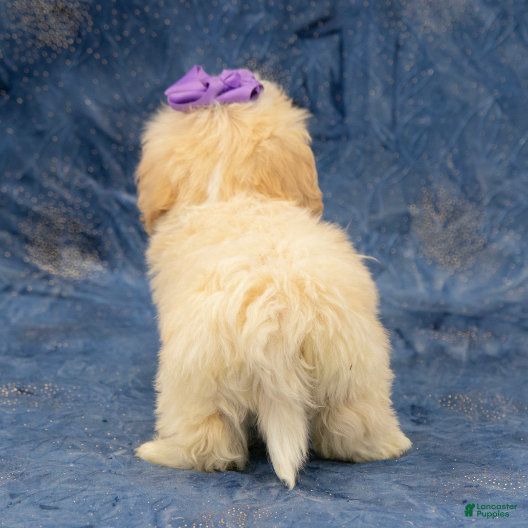 Havanese dogs for sale: Abby - Ad 7