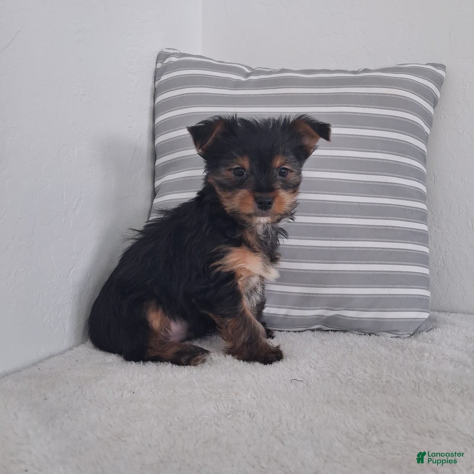 Yorkshire Terrier dogs Koby - Ad 2