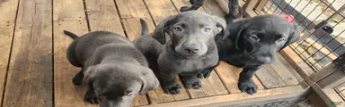 Labrador Retriever Aqua