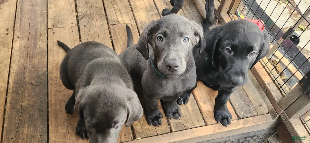 Labrador Retriever dogs for sale: Labrador Retriever Aqua - Ad 1