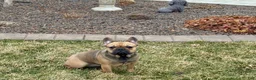 French Bulldog dogs for sale: Candice - Ad 4