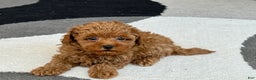 Maltipoo dogs for sale: Shanna - Ad 1