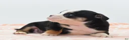 Mixed Breed dogs for sale: Princess  - Ad 27