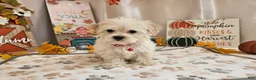 Maltipoo dogs for sale: Carlo Lynne - Ad 9