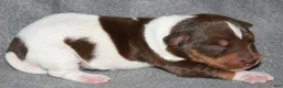 Rat Terrier dogs for sale: Brushton - Ad 3