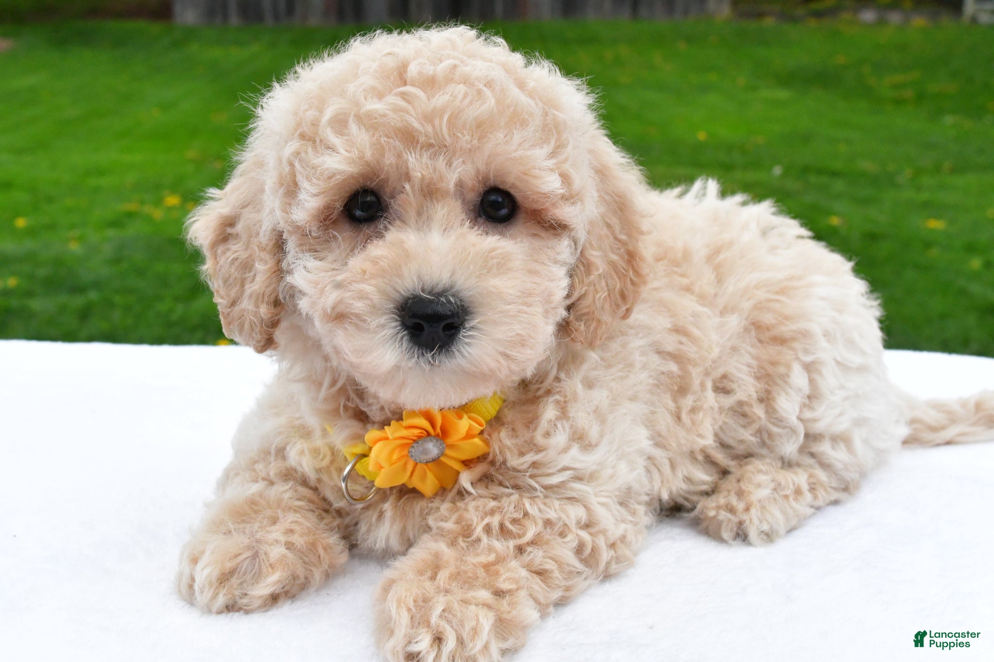 Bichpoo dogs Lilac - Ad 1