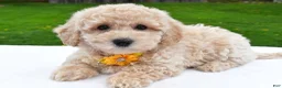 Bichpoo dogs for sale: Lilac - Ad 1