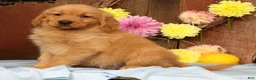 Golden Retriever dogs for sale: Hudson - Ad 16