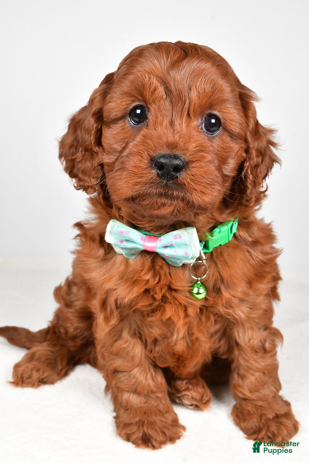 Cavapoo dogs for sale: Jet - Ad 5