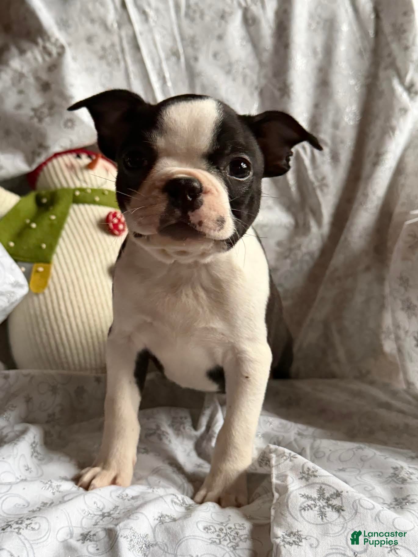 Boston Terrier dogs Frosty - Ad 2