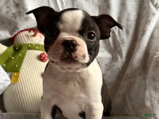 Boston Terrier dogs Frosty - Ad 7