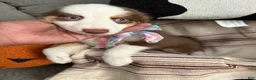 Australian Shepherd dogs for sale: Bella - Ad 3