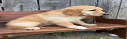 Golden Retriever dogs for sale: Duke - Ad 18