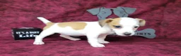 Jack Russell Terrier dogs for sale: Jinx purebred JRT - Ad 3