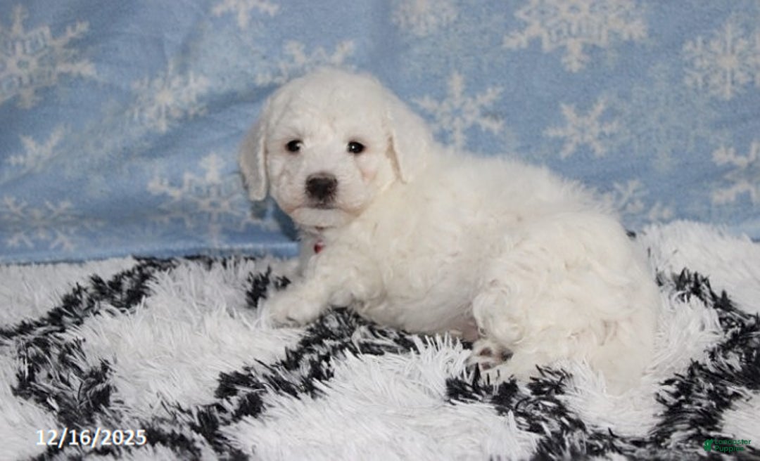 Bichon Frise dogs for sale: River - Ad 6