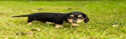 Miniature Dachshund dogs for sale: Hunter  - Ad 1