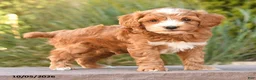 Cockapoo dogs for sale: Ralph - Ad 4