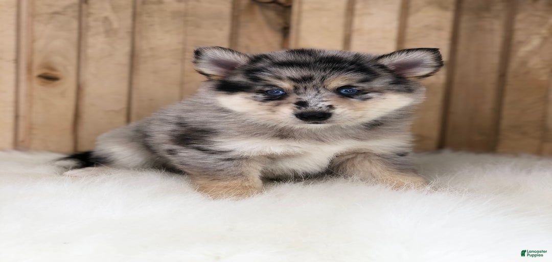 Gallery Image {{count}}