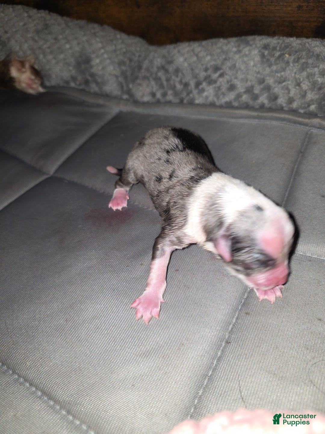 Miniature Australian Shepherd dogs for sale: Miniature Australian Shepherd Puppy 1 - Ad 6