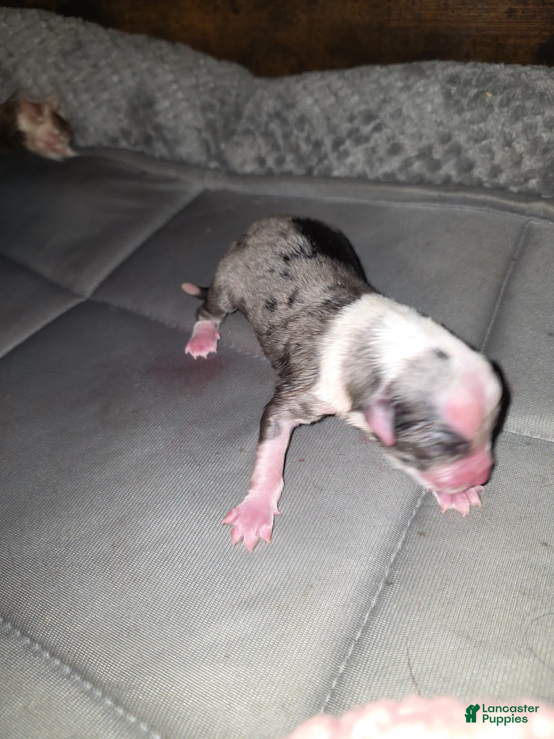 Miniature Australian Shepherd dogs for sale: Miniature Australian Shepherd Puppy 1 - Ad 6