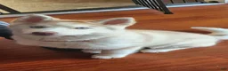 Mixed Breed dogs for sale: Mixed Breed 1 - Ad 4
