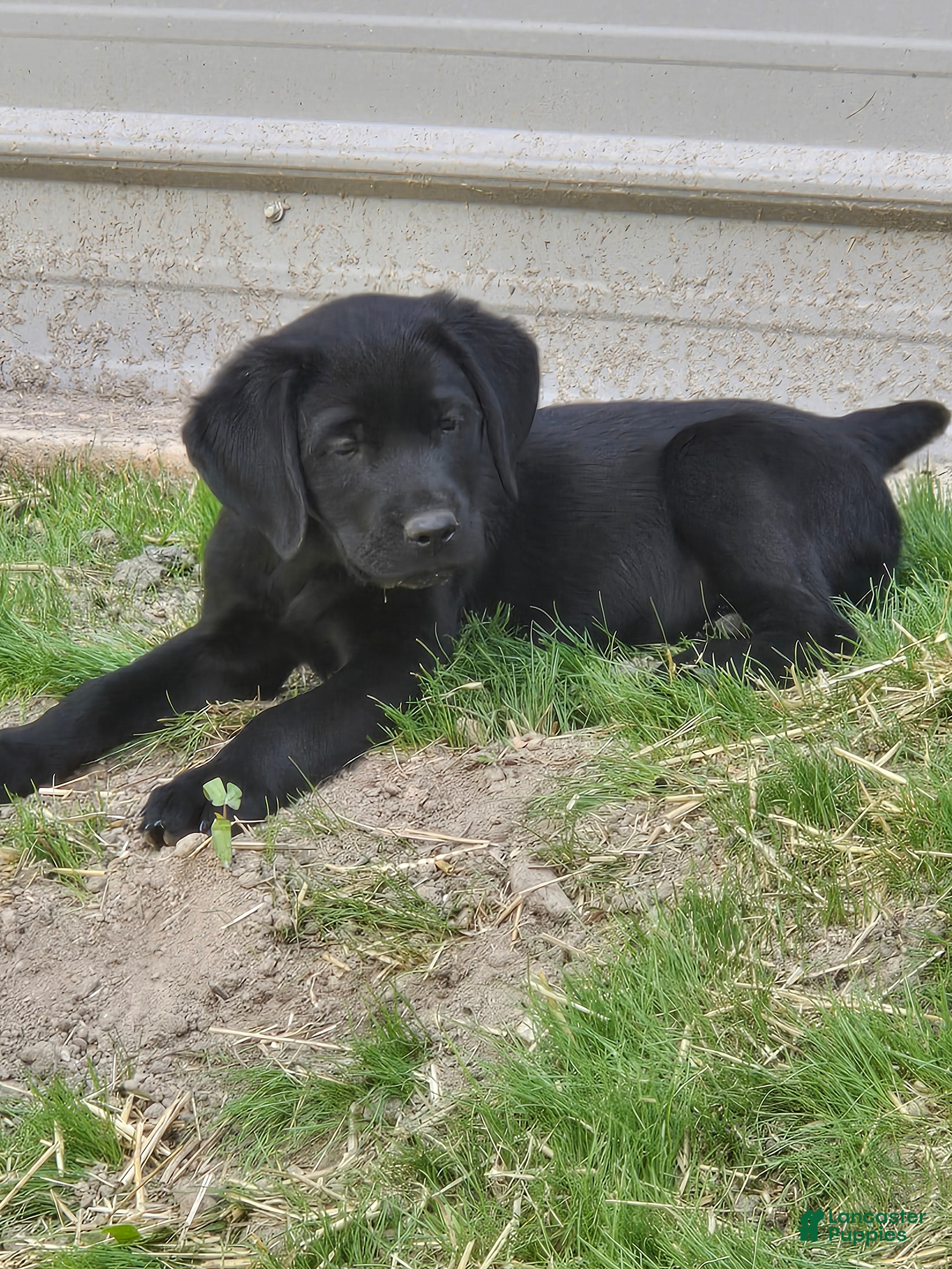 Goldador dogs Orange collar male  - Ad 3