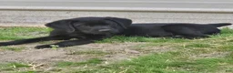 Goldador dogs for sale: **Ready to go home**Orange collar male  - Ad 2