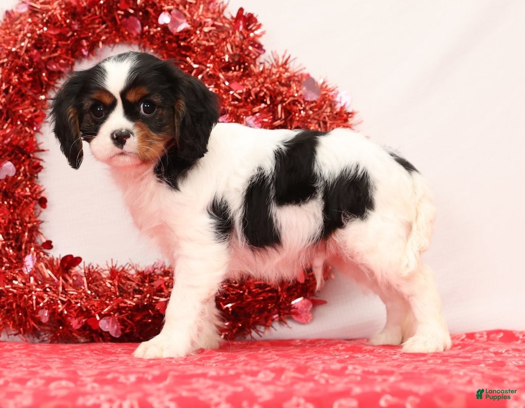 Cavalier King Charles Spaniel dogs for sale: Liam - Ad 3