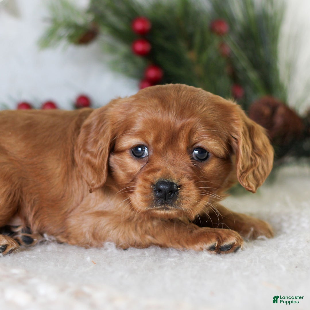 Miniature Golden Retriever dogs for sale: Daisy Mae  - Ad 4