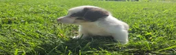 Mixed Breed dogs for sale: Teddy - Ad 5