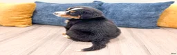 Bernese Mountain Dog dogs for sale: Harry - Ad 5