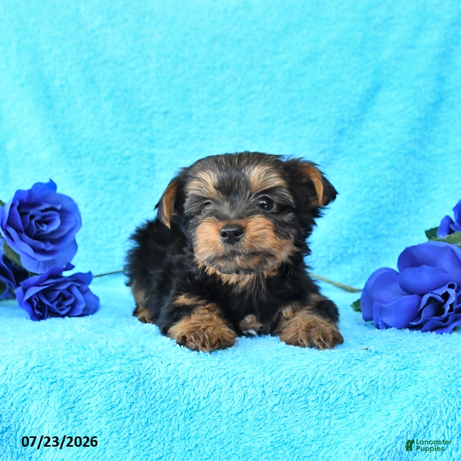 Yorkshire Terrier dogs Jackson - Ad 2