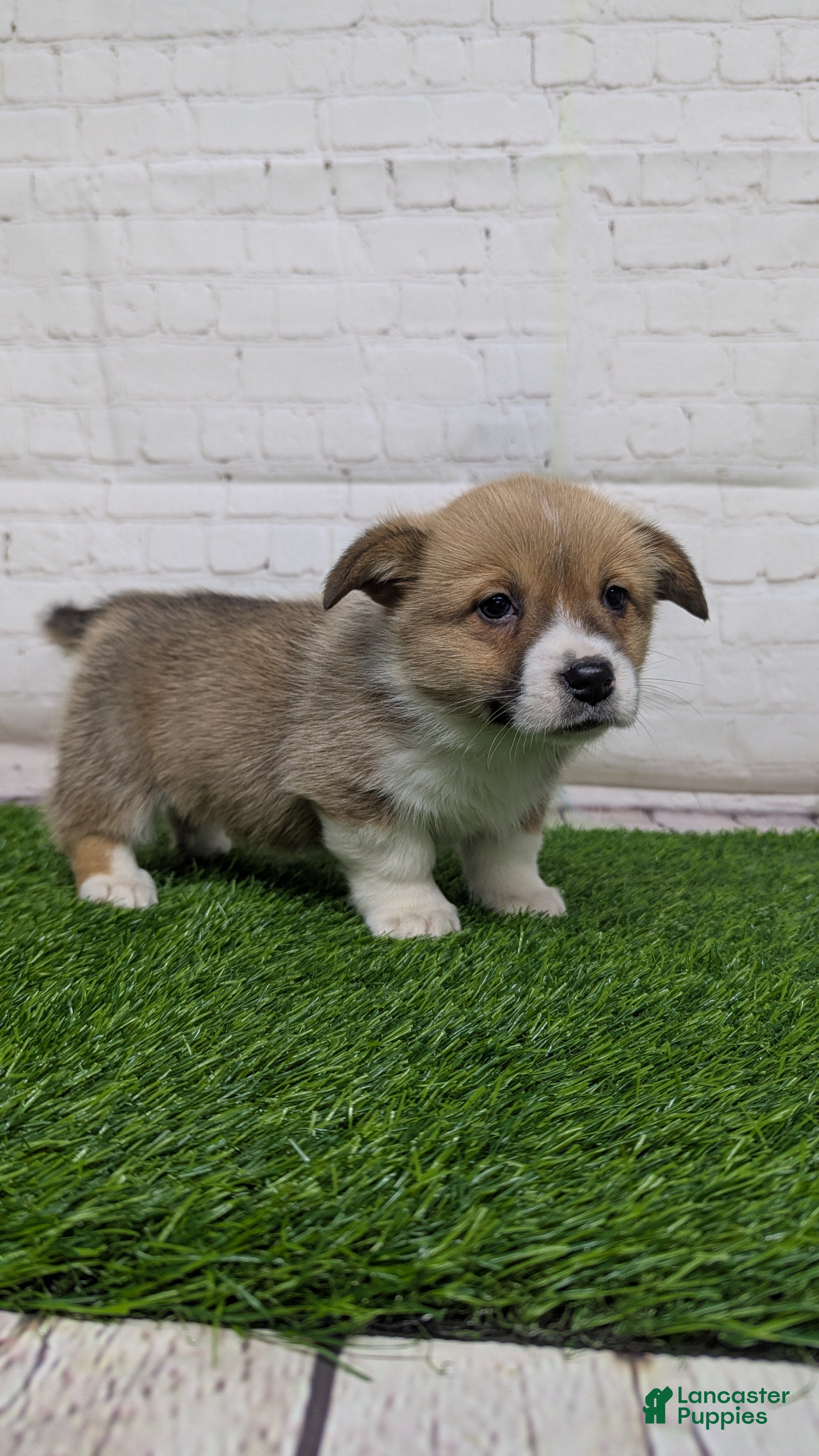 Welsh Corgi Pembroke dogs Molly - Ad 1