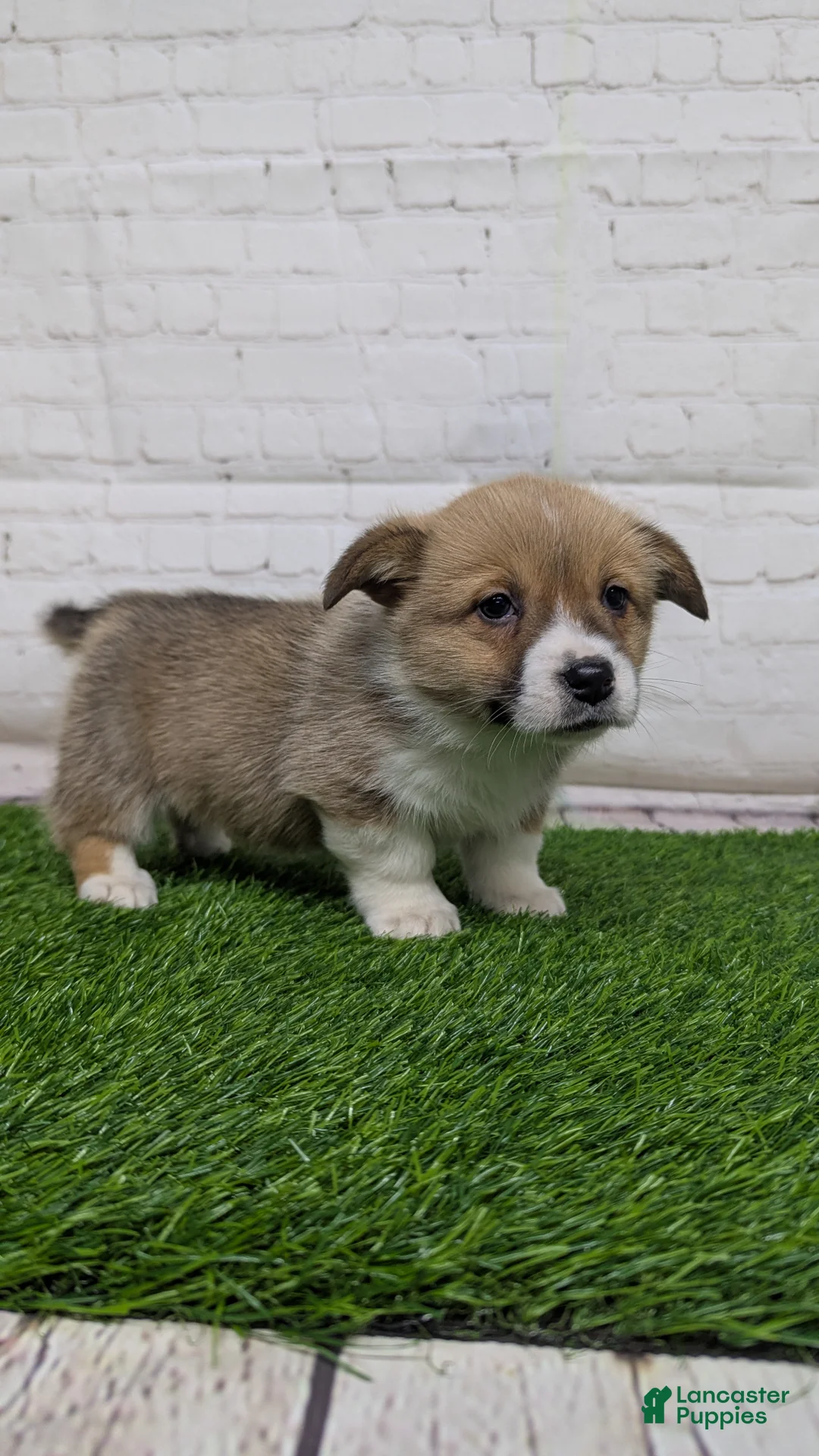 Welsh Corgi Pembroke dogs for sale: Molly - Ad 5