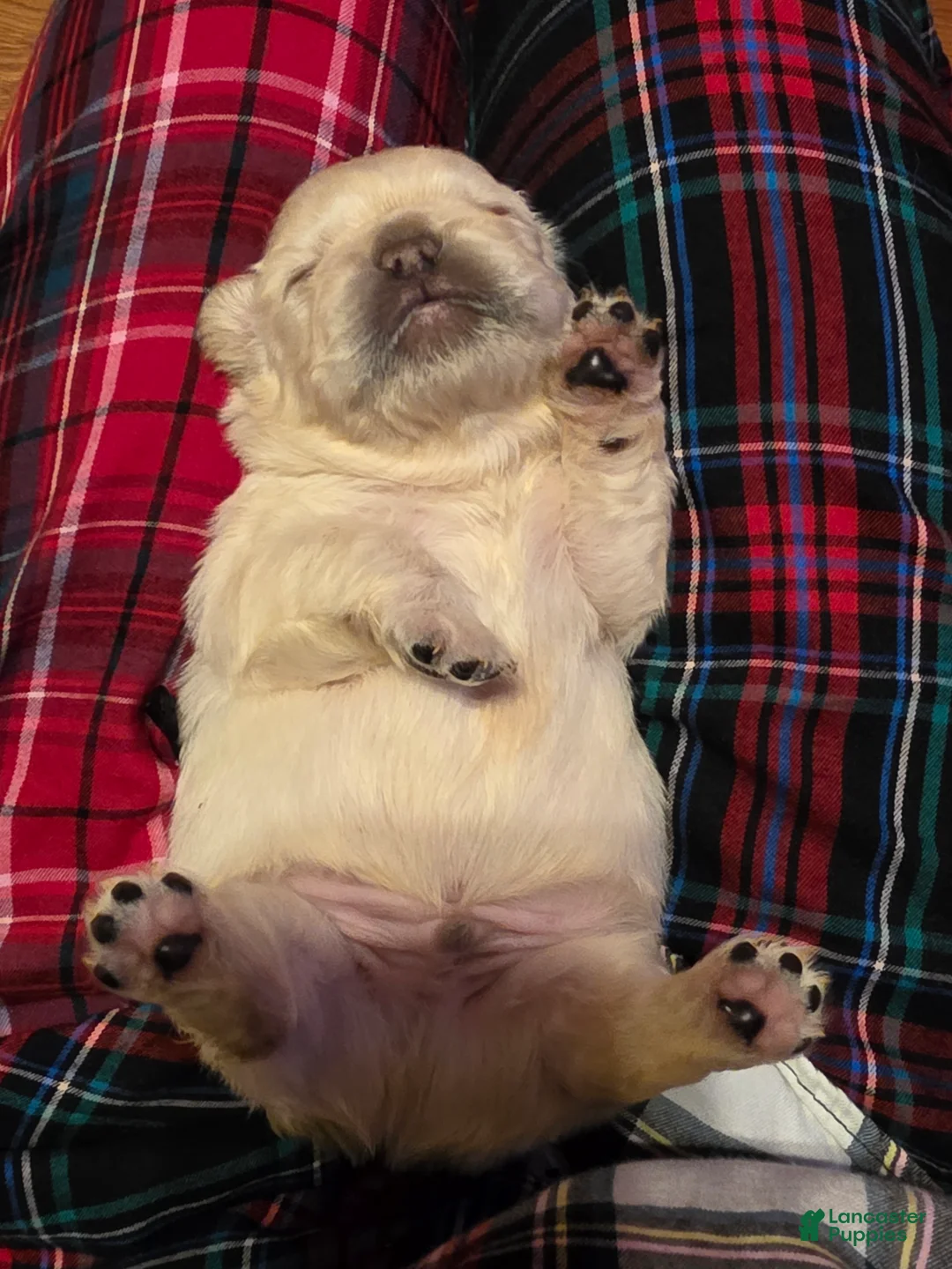 French Bulldog dogs for sale: Male 3 - Ad 3