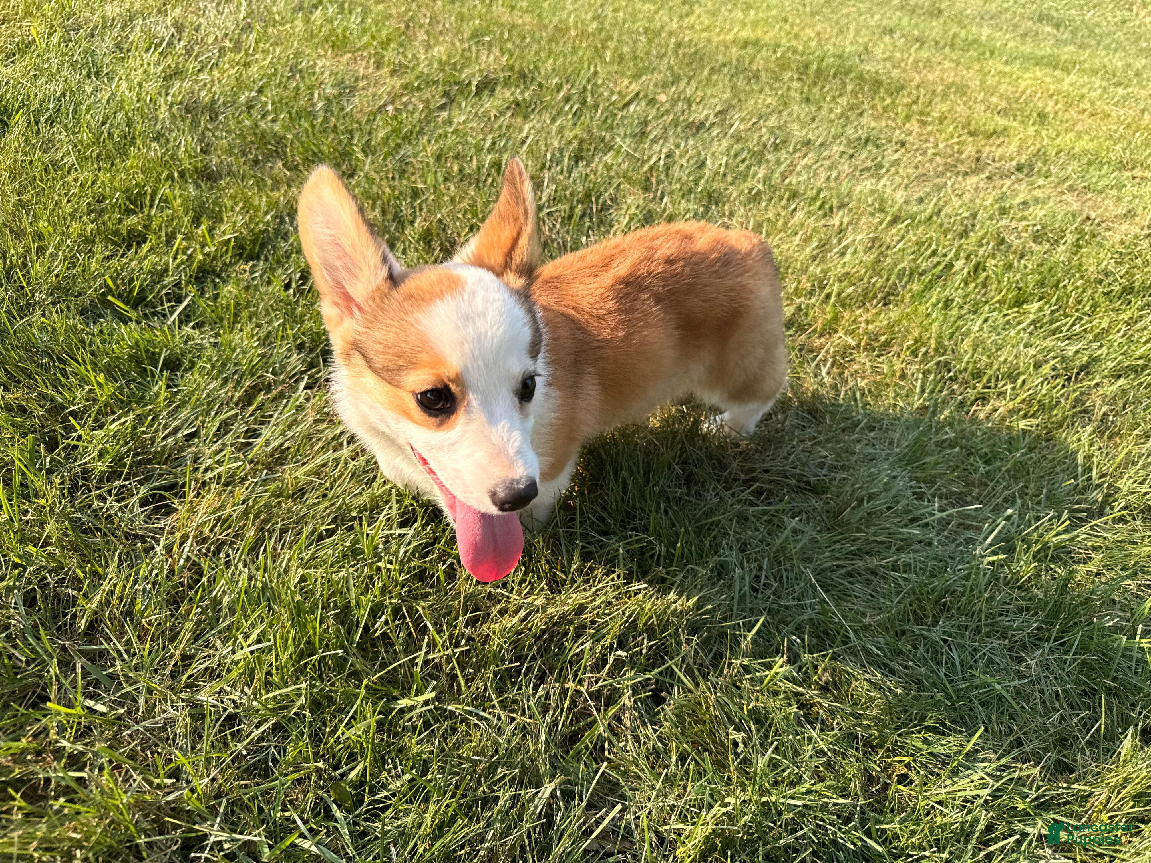 Welsh Corgi Pembroke dogs BENNY - Ad 2