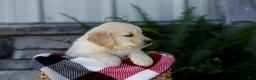Golden Retriever dogs for sale: Bennett - Ad 4