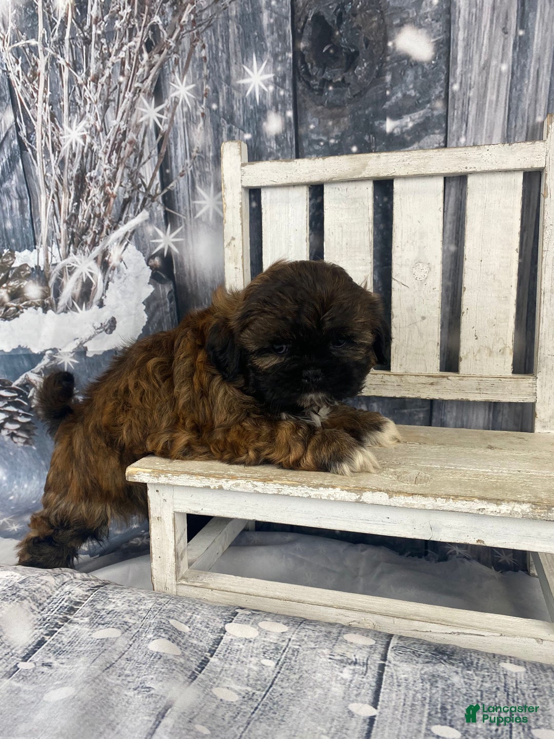 Shih Tzu dogs for sale: Buttons - Ad 12