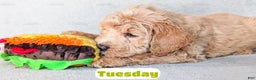 Goldendoodle dogs for sale: Tuesday - Ad 3