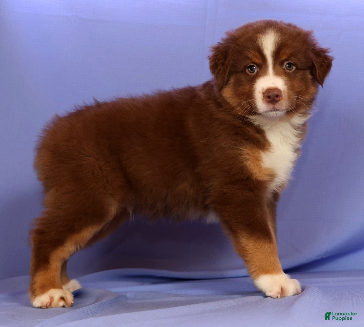 Miniature Australian Shepherd dogs Austin - Ad 1