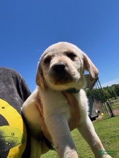 Labrador Retriever dogs Blue Collar Male - Ad 38