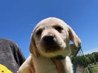 Labrador Retriever dogs Blue Collar Male - Ad 36