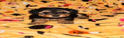 Yorkiepoo dogs for sale: Spanky  - Ad 3